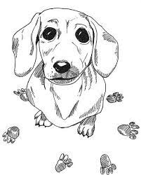 Home coloring pages animals dogs cute puppy. Dachshund Colors Dog Coloring Page Dog Drawing