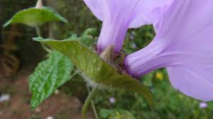 Image result for Ipomoea involucrata