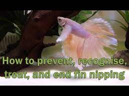 Fin Nipping Betta 13 Need To Know Tips To Help Your Fish Youtube
