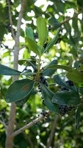 Image result for Rapanea