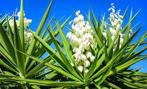 Remove unwanted leaves from both indoor and outdoor plants, or shorten your potted yuccas. How To Grow And Care For Yucca Plants Garden Design