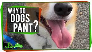 A veterinarian is the only person qualified to tell you what's going on medically with your pet. Why Do Dogs Pant Youtube