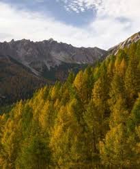 Herbsturlaub In Tirol Eulenwiesen C Tirol Werbung Mario Webhofer Herbsturlaub Urlaub Schone Orte