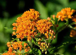 Spiky succulent with orange flowers. 14 Best Heat Tolerant Plants Bob Vila