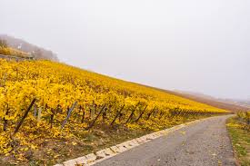 Schnell und sicher online buchen. Die Wurzburger Weinberge Unterwegs Auf Dem Stein Wein Pfad Reiseblog Secluded Time