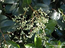Image result for Ligustrum lucidum
