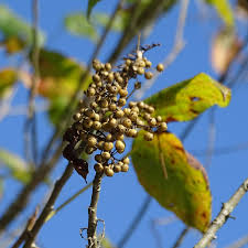 Image result for Tephrosia radicans