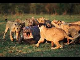 Maybe you would like to learn more about one of these? Lion Vs Hippo Real Fight Video Dailymotion