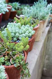 Part shade in the desert mature size: 11 Garden Ideas To Steal From South Africa Gardenista
