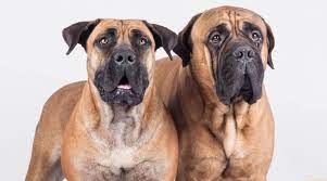 Boerboels generally need more exercise than a bullmastiff. Boerboel Vs Bullmastiff Breed Differences Similarities