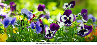 Pansy Flower Images Stock Photos Vectors Shutterstock