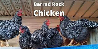Sapphire blue plymouth rock chicken. Barred Rock Chicken Breed Guide Facts Eggs Color Pictures