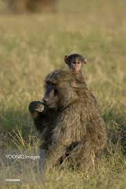 Yellow Baboons Papio Cynocephalus Masai Mara National Reserve Kenya Baboon Baby Animals Masai Mara National Reserve