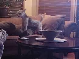Help Help My Dog Ate At Least 5 Chinese Dry Rib Bones The Really Small Ones R Dogs