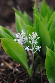Lily Of The Valley Plinth Et Al