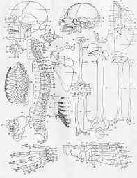 Bofs Jpg 1328 1728 Anatomy Coloring Book Coloring Books Skull Coloring Pages