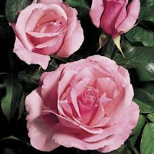 The rose variety is very popular worldwide and has won numerous awards, including world's favorite rose, (1979). Queen Elizabeth Grandiflora Rose