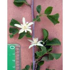 Image result for Grewia praecox