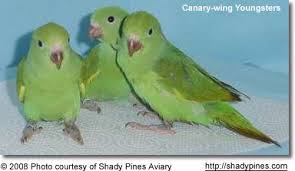Super curious amazon, canary winged parakeet of south america, angel the goffin's cockatoo & 2nd amazon! Baby Canary Winged Parakeets Just Like My Birdy 3 Parakeet Parrot Wings