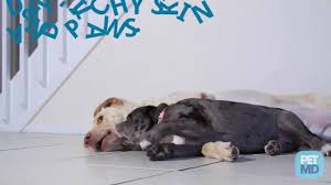 T here are dog vitamins and supplements from a to z but how do you know which, if any, are the best dog vitamins for your precious pet? Is Vitamin E Good For Dogs Petmd