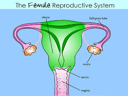 Reproductive system, blank female reproductive system diagram, grades 6 to 8 human body series female reproductive system, human female reproductive system cloze work, sexual development. Female Reproductive System Nemours