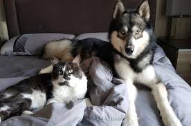 Puppies and dogs in florida. Can You Have A Siberian Husky In Florida Pets Kb
