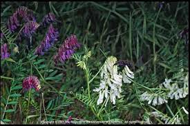 Image result for Vicia villosa