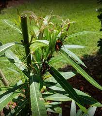 Find out what works well at blue sky pest control from the people who know best. Blue Sky Solutions Of Sw Fl Llc 3 Recommendations Fort Myers Fl