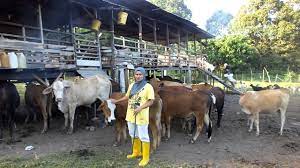 Viral ajing sama majikan di kasur main di kasur gituan. Lembu Dan Kambing Untuk Dijual Jelebu Youtube