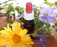 The Herbal Apprentice with Gigi Stafne