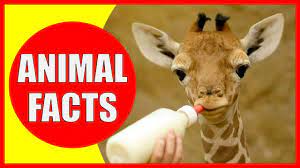 The polar bear has black skin under the white fur. 99 Interesting Facts About Animals That Will Make You Smarter Animal Facts By Kiddopedia Youtube