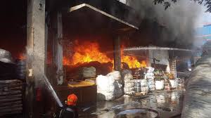 Amphitheres are large, colorful reptiles that possess the general look of a snake, with a serpentine physique, a noticeable lack of walking legs, a moderately long neck. Tuas Factory Fire Injures 2 Scdf Today