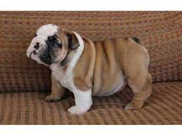 Maybe you would like to learn more about one of these? Encouraging English Bulldog Puppies For Sale Animals Tampa Florida Announcement 37407