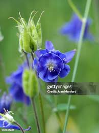 1,265 Munford Stock Photos, High-Res Pictures, and Images