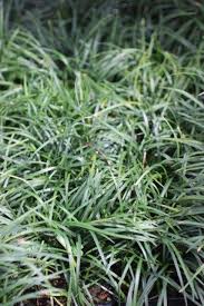 Image result for Ophiopogon