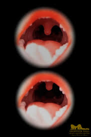 Oral Sexdoll Head - Auto Blowjob Sex Doll