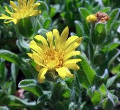 Image result for Heterotis canescens