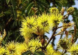 Image result for Mimosa scabrella