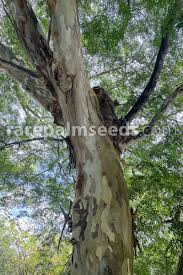 Image result for Caesalpinia ferrea