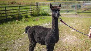 Eronimo the alpaca has been killed by vets after being . Geronimo The Alpaca Who Is He And Why Has He Hit The Headlines Bbc News