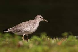 Backyard birds asub kohas indianapolis. Bird Watching In Indiana New Visitors Stopping By