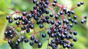 Im mai hatte sie sogar geblüht. Holunder Pflanzen Und Beeren Und Bluten Ernten Ndr De Ratgeber Garten Nutzpflanzen
