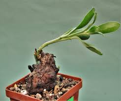 Image result for Euphorbia platyrrhiza