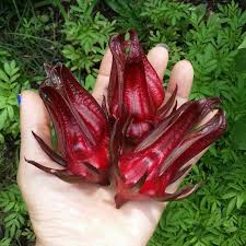 Plants that reproduce by seeds is beneficial for. Giant Roselle Seeds Hibiscus Sabdariffa