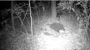 Likewise, people ask, will fly bait kill a skunk? Georgia Man Pleads Guilty To Using Restricted Pesticide To Bait And Kill Coyotes Allongeorgia