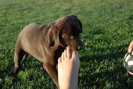 Puppy Biting Feet Off 69 Canerofset Com