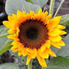 Sunflower Seeds All Sorts Mix Sow True Seed