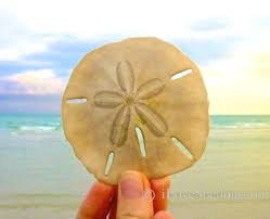 The best time to visit sanibel island; Sanibel Island Fl The World S Best Shelling Beaches Beach Bliss Living