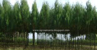 Image result for Casuarina junghuhniana