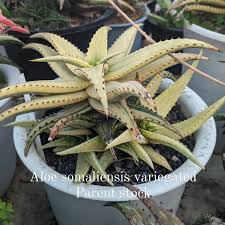 Image result for Aloe inyangensis